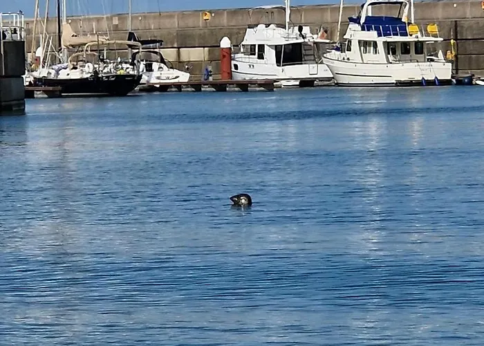 Modern Duplex In 公寓 *